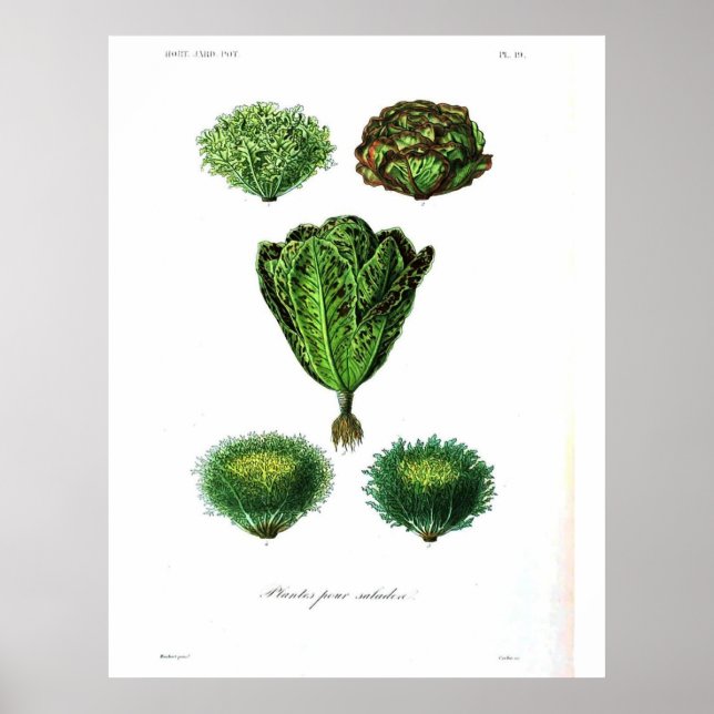 Poster botanique vintage - Lettuce (Devant)