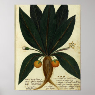 Poster botanique vintage - Orange doux