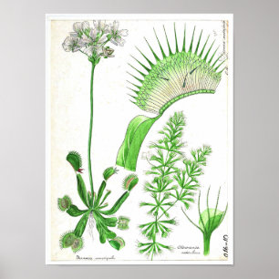 Poster Botanique vintage - Plante carnivore