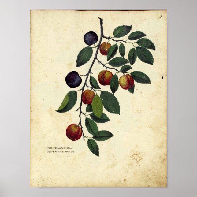 Poster botanique vintage - Plum (Devant)