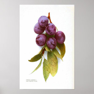 Poster botanique vintage - Plum