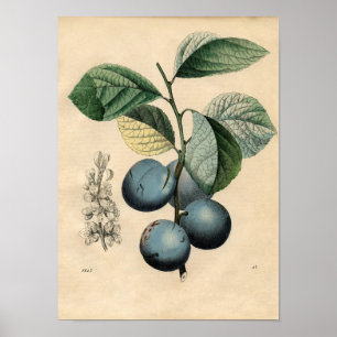 Poster botanique vintage - Plum