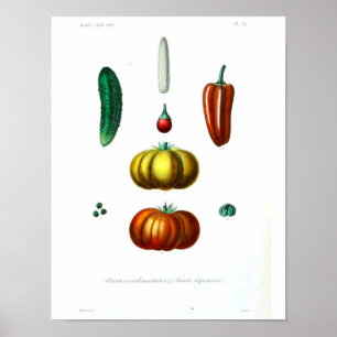 Poster botanique vintage - Squash