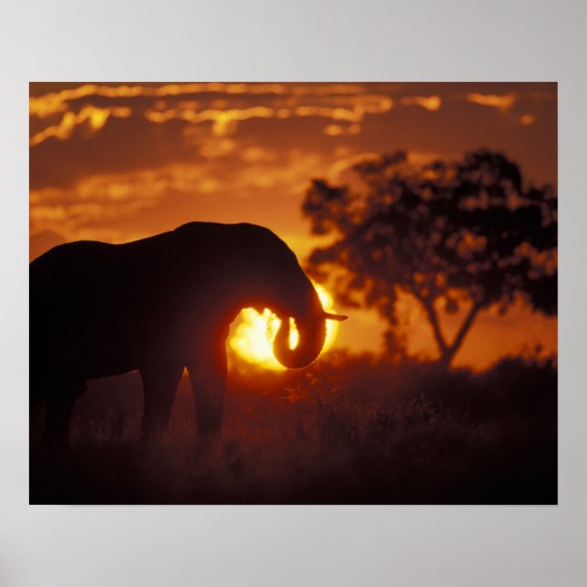 Poster Botswana, Parc national de Chobe, Bull Elephant (Devant)
