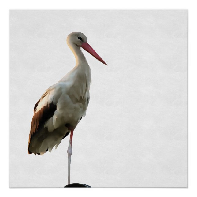 Poster Bouche Blanche (Ciconia ciconia) Oiseaux Art Sur B (Devant)