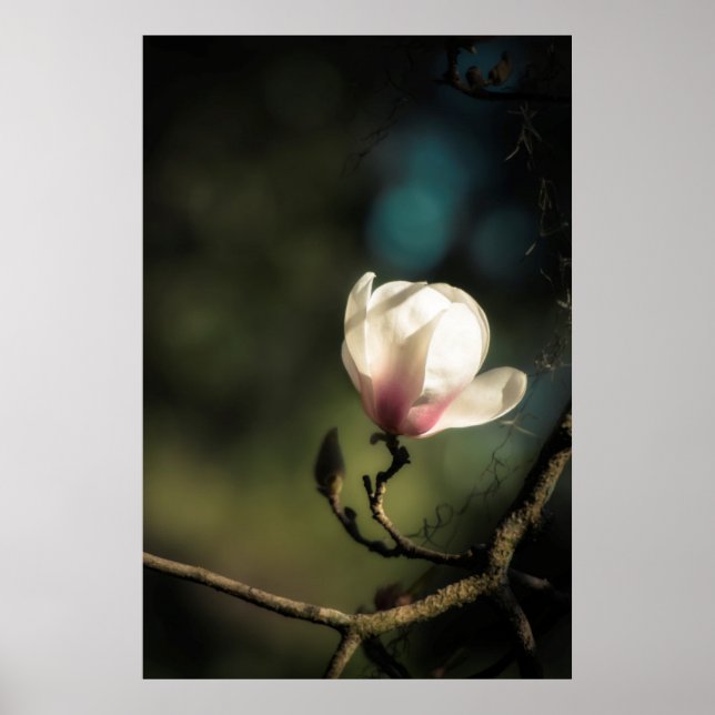 Poster Boucle magnolia verticale (Devant)