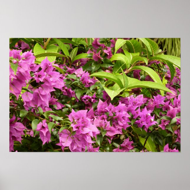 Poster Bougainvillea Floral Pourpre Tropical (Devant)