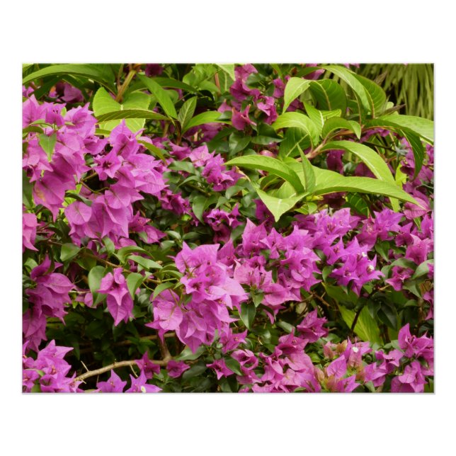 Poster Bougainvillées tropicales violettes (Devant)