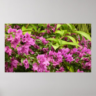 Poster Bougainvillées tropicales violettes