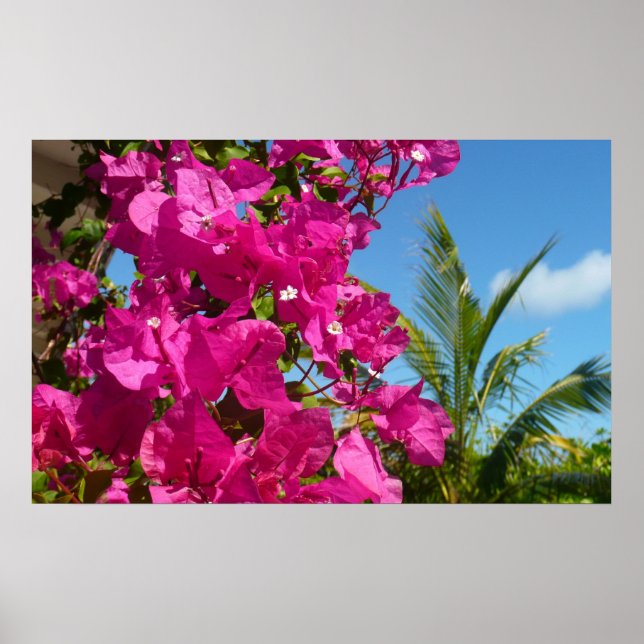 Poster Bougainvilliers et palmiers paysage tropical (Devant)