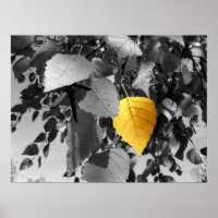 Bouleau d'or - Photographies d'art
