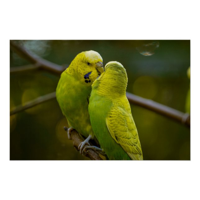 Poster Bouleau jaune vert mignon sur une branche d'arbre (Devant)