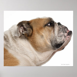 Poster Bouledogue anglais (6 années)