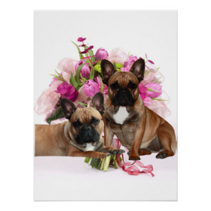 Poster Bouledogue français Fleurs Bouledogue français Fêt