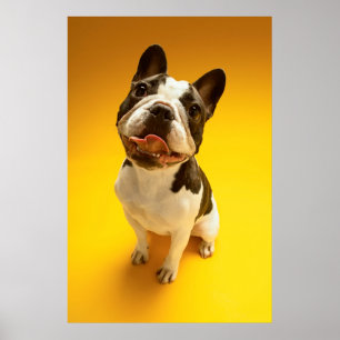 Poster Bouledogue français recherchant