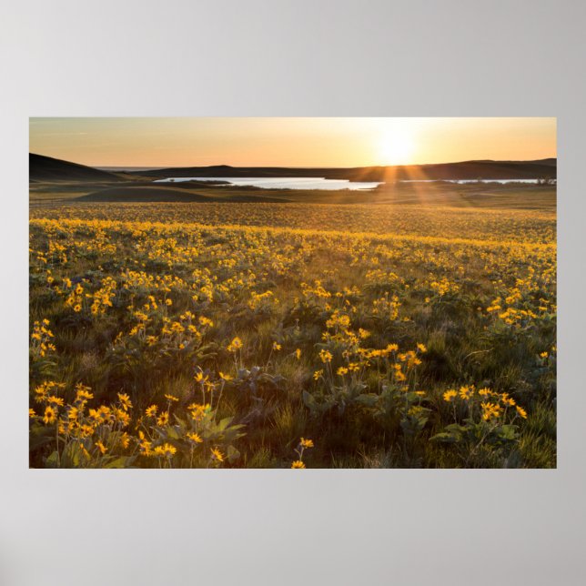 Poster Bouquet de Balsamorhize à feuilles de flèche sauva (Devant)