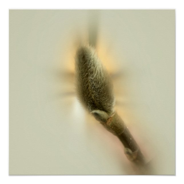Poster bourgeon de magnolia (Devant)
