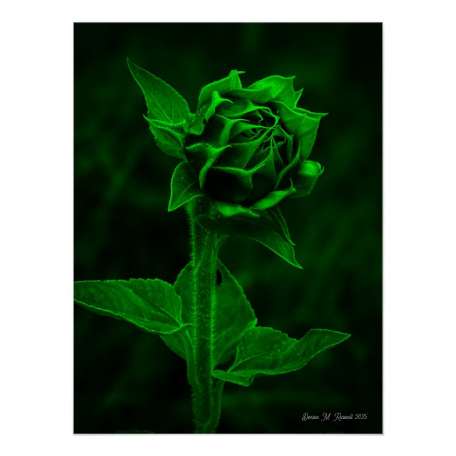 Poster "Bourgeon de tournesol"  (Devant)