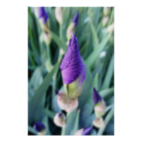 bourgeon d'iris pourpre