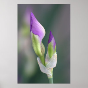 Poster Bourgeon pourpre d'iris [L]