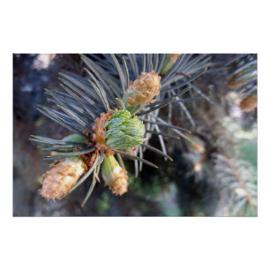 Poster bourgeons de sapin de printemps