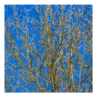 Bourgeons De Saule - Matin Du Printemps