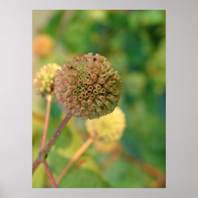 Poster Bouton Bush #2 (Devant)