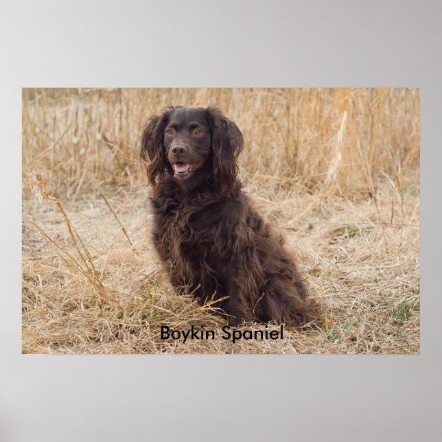 Poster Boykin Spaniel (Devant)