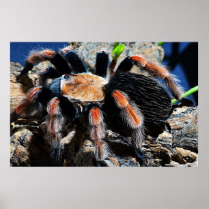 Poster Brachypelma boehmei