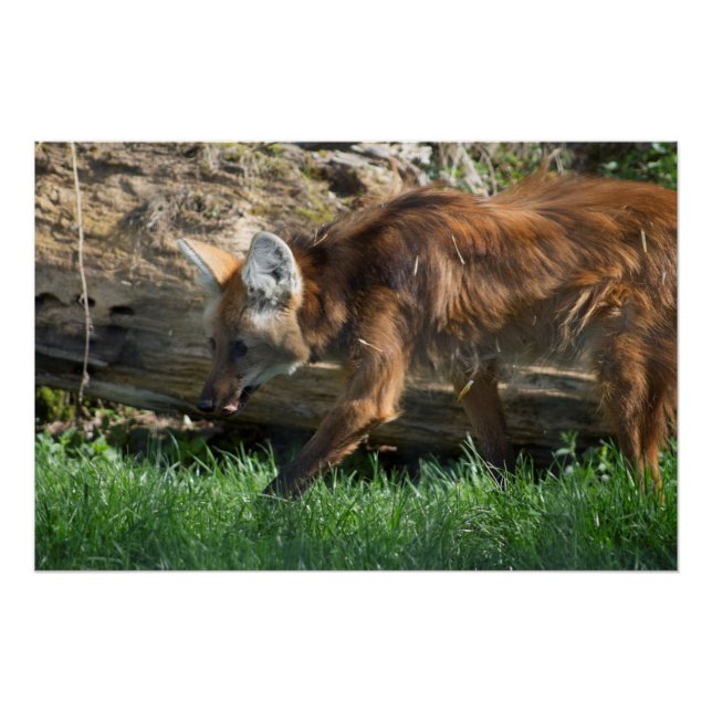 Poster Brachyurus de Chrysocyon (Devant)