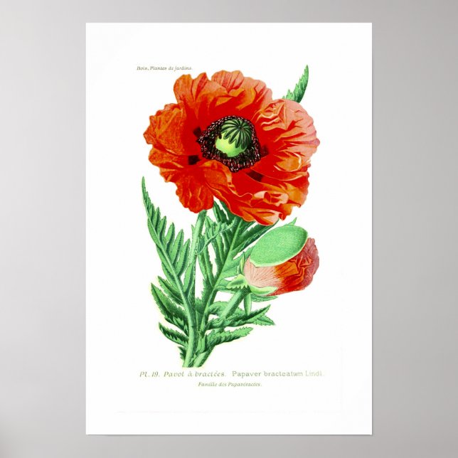 Poster Bracteatum papaver (Devant)