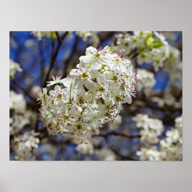 Poster Bradford Pear Blooms (Devant)