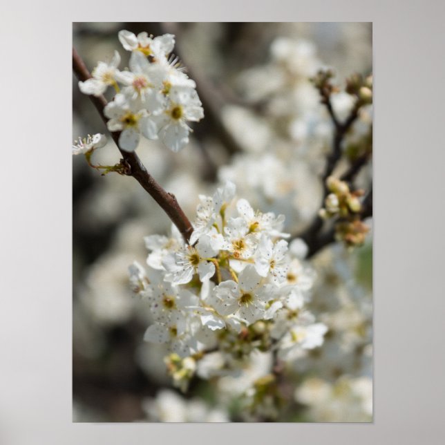 Poster Bradford Select Focus (Devant)