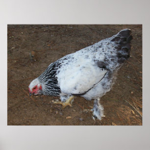Poster Brahma Chicken