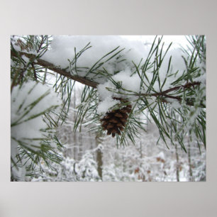 Poster Branche de pin enneigée Photographie de la nature