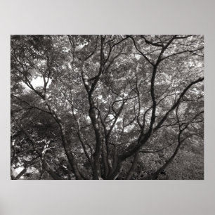 Poster Branche japonaise II