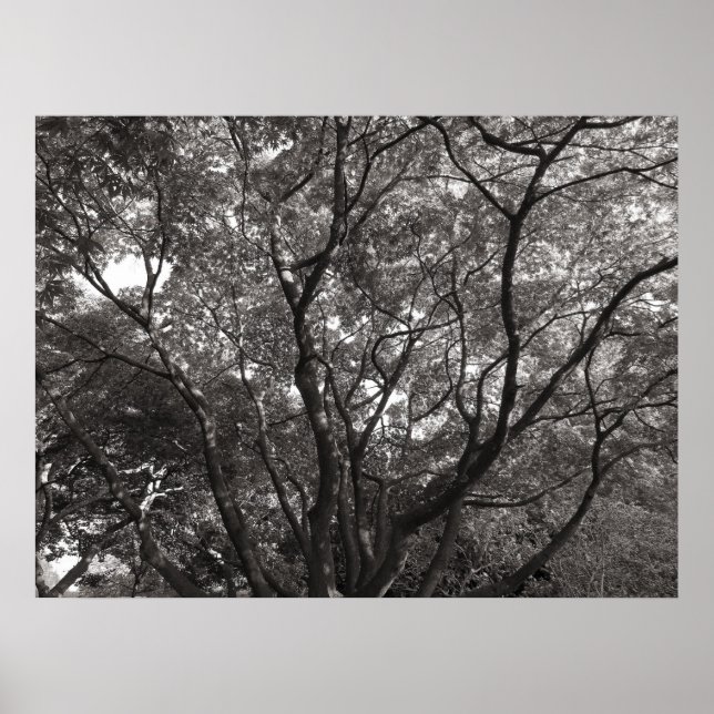 Poster Branche japonaise II (Devant)