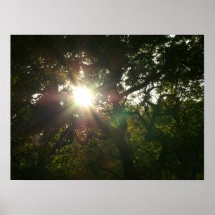 Poster Branche japonaise VII