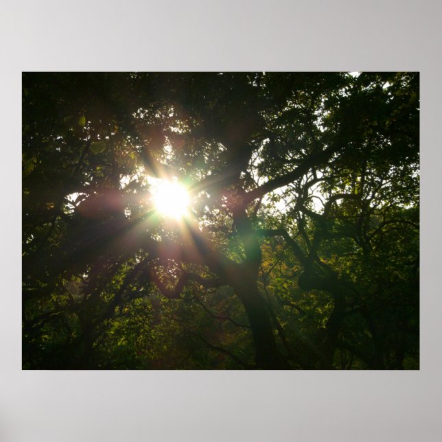 Poster Branche japonaise VII (Devant)