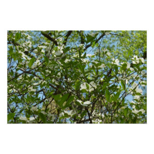 Poster Branche of Dogwood Blossoms Spring Trees