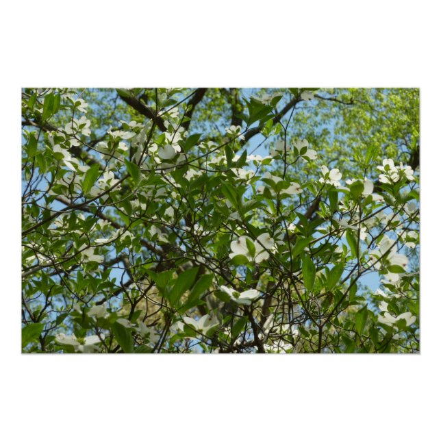 Poster Branche of Dogwood Blossoms Spring Trees (Devant)