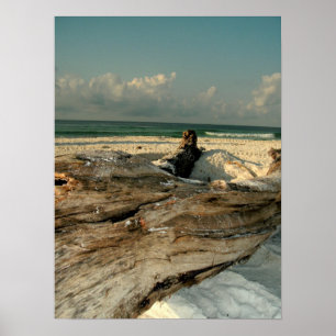 Poster Branche sur la plage