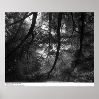 Poster Branches, au soleil, UC Père Noël Cruz, 1963