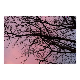 Poster Branches d'arbre au coucher du soleil Photographie