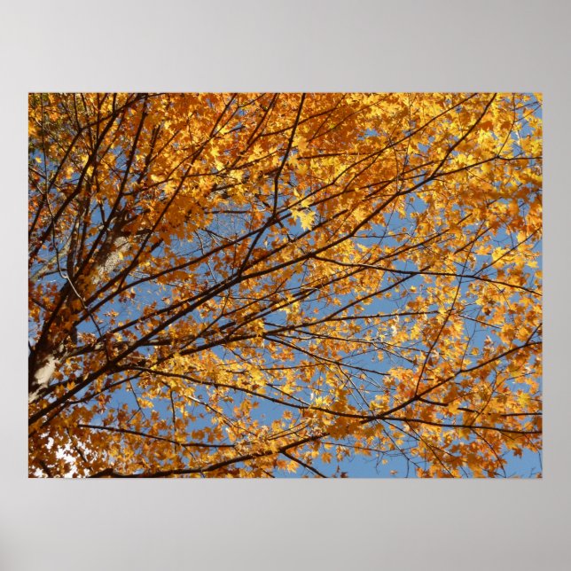 Poster Branches de feuilles d'érable II Automne orange (Devant)