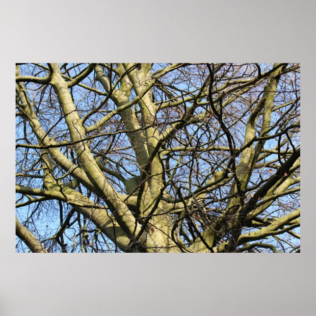 Poster Branches d'hiver illuminées (Devant)