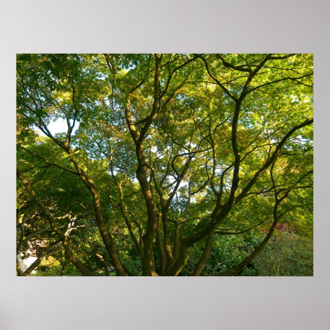 Poster Branches japonaises VI (Devant)