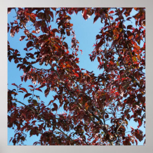 Poster branches rouges sous le ciel bleu