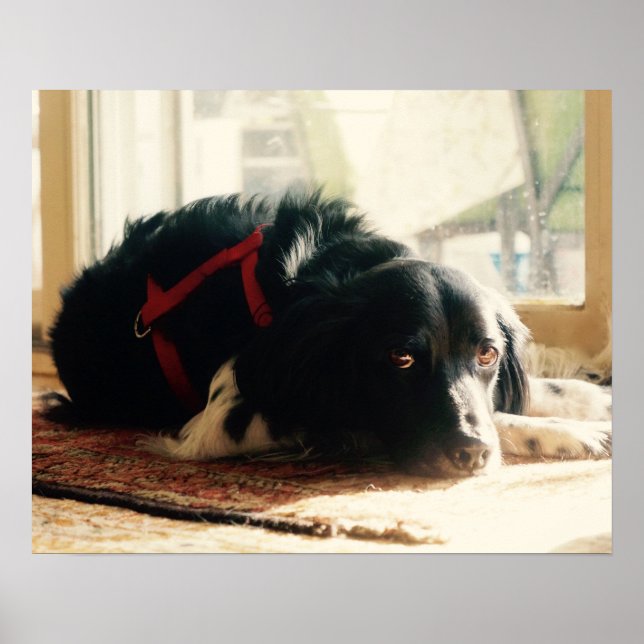 Poster breton spaniel Chien (Devant)