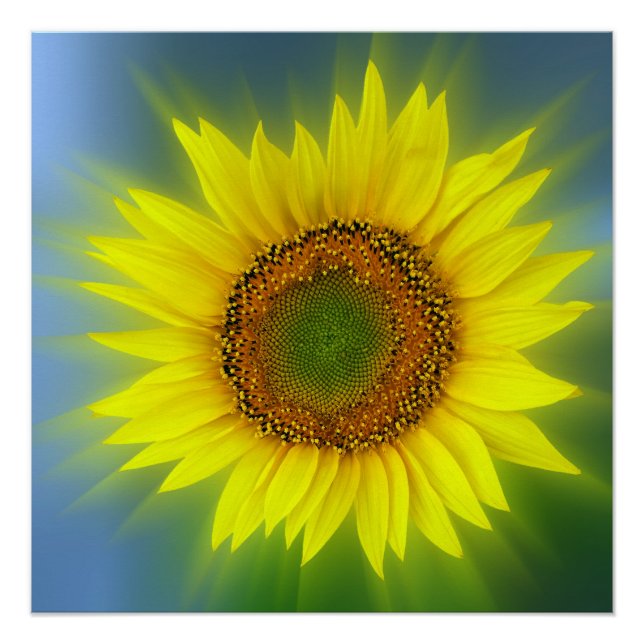 Poster briflower (Devant)